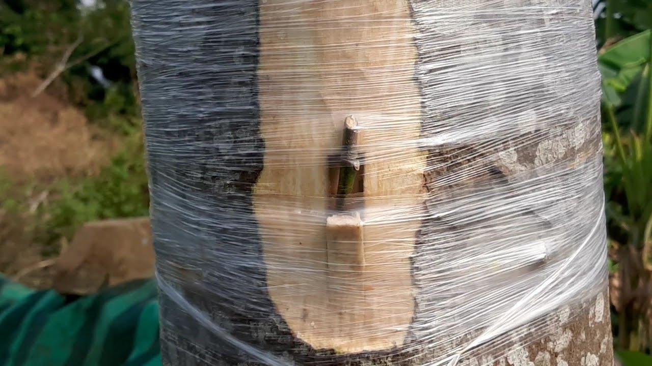 Ghép Mít Thái Cải Tạo Cây Mít Già Cối