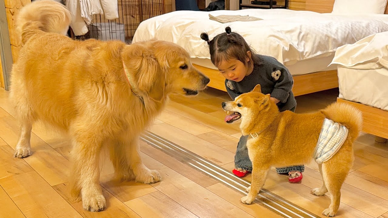 喧嘩をしていると勘違いした1歳児から犬語で必死に止められる豆柴と