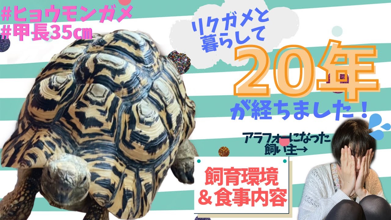 ヒョウモンガメ リクガメの飼育環境と食事 飼育歴年くらい経ちます 我が家のリクガメの紹介と飼い方 Youtube