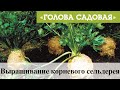 Голова садовая - Выращивание корневого сельдерея