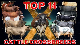 14 World's Largest Cattle Crossbreeds (Two Breed Cross System)