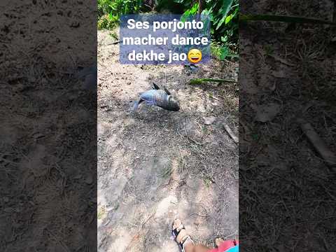 Payer Modhe Boro Mach Ta Pore Gelo Ai Mach Gulo Dance Korte Pare Fish Fishing Viral 100k