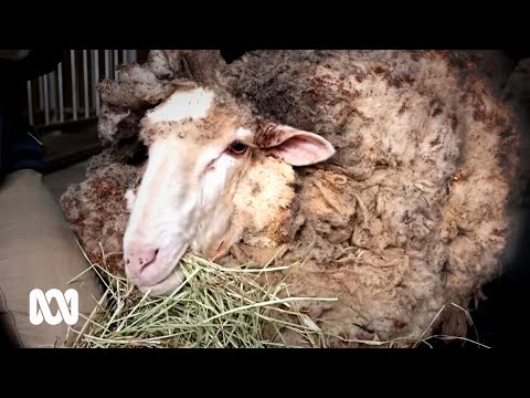 Alex the rescued sheep was found with a 40 kilogram fleece | ABC Australia