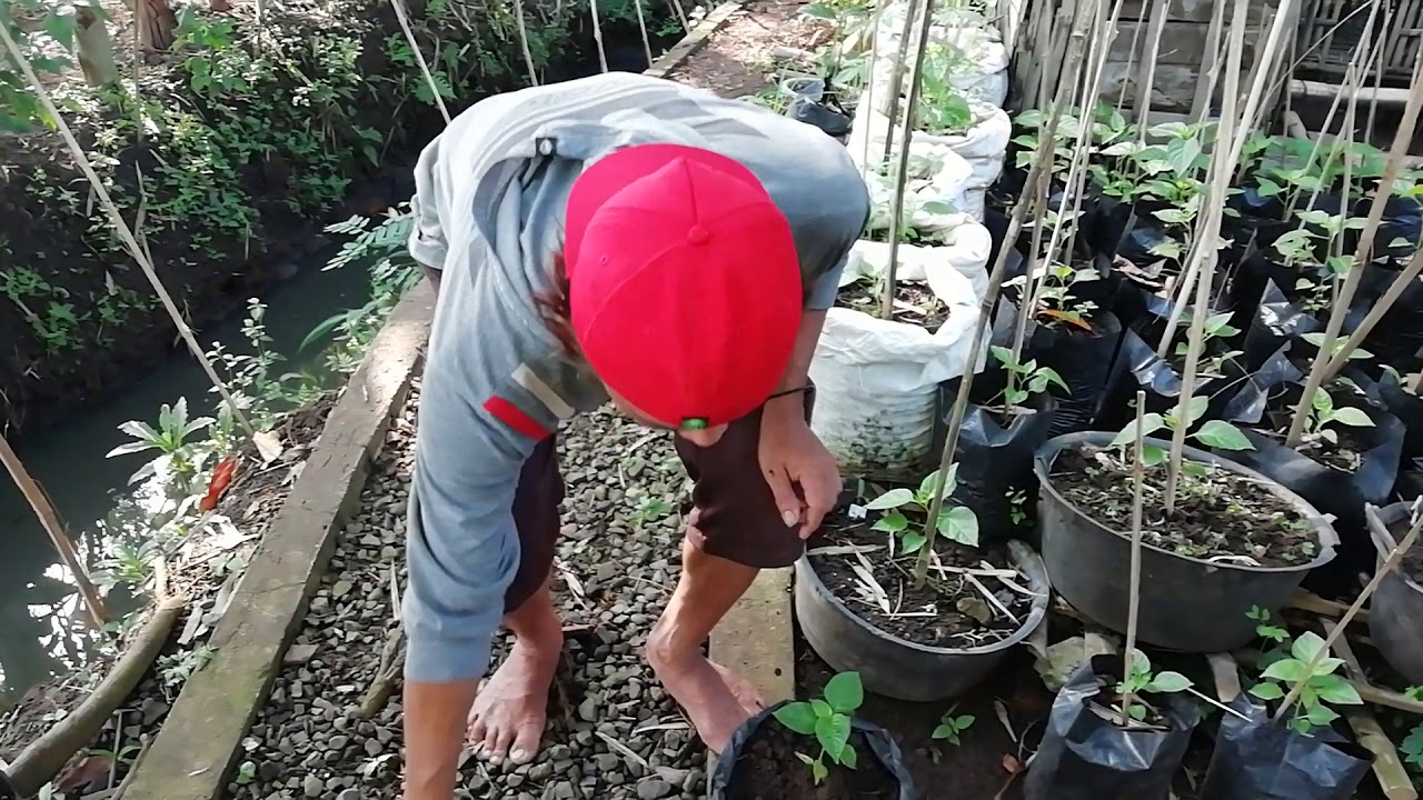 Cara menanam benih cabe,, biar cepet tumbuh subur. 