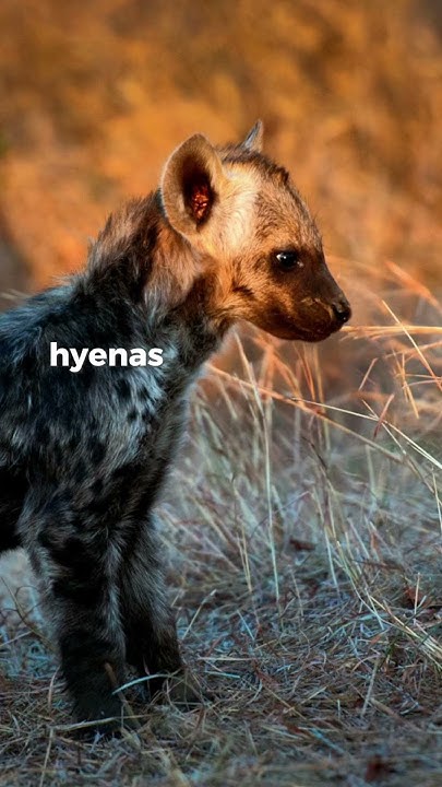 Did You Know That Hyenas are More Closely Related to Cats Than Dogs? #