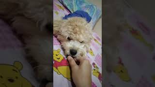 Toy Poodle #short