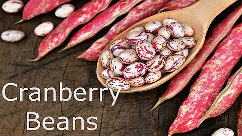 what do cranberry beans taste like