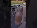 Betoonist kasse nähes muutuvad koerad ettevaatlikuks!🫣🐶