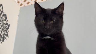 Super cute black kitten