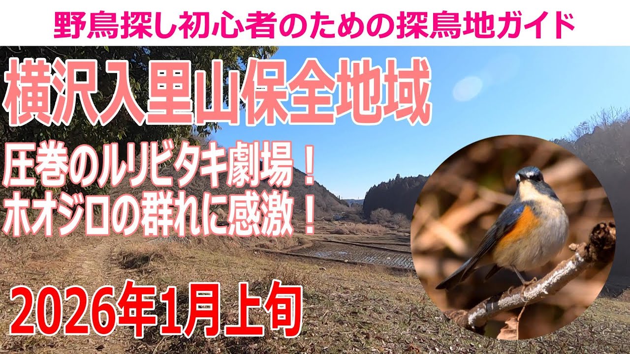 横沢入里山保全地域(東京都)の探鳥地レポート 圧巻のルリビタキ劇場！ホオジロの群れに感激！　2026年1月上旬