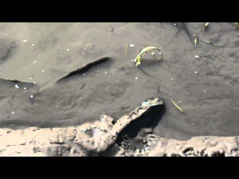 Colorado River Carp Slough