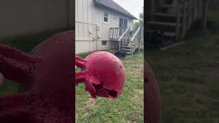 Celebrity Training My Cane Corso From Wild to Well-Behaved #canecorso #dogtraining #trending #funnydogs #dog Wealth