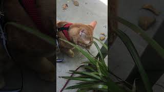 Basil The Cat Doesnt Like Plants