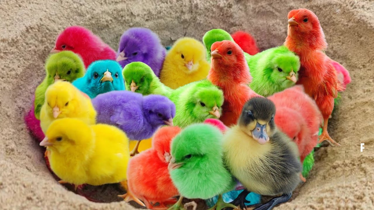 Transport cute chicks, Colorful Chicks, Rainbow Chicks,Duck, cat, Rabbit, turtle, fish, goose