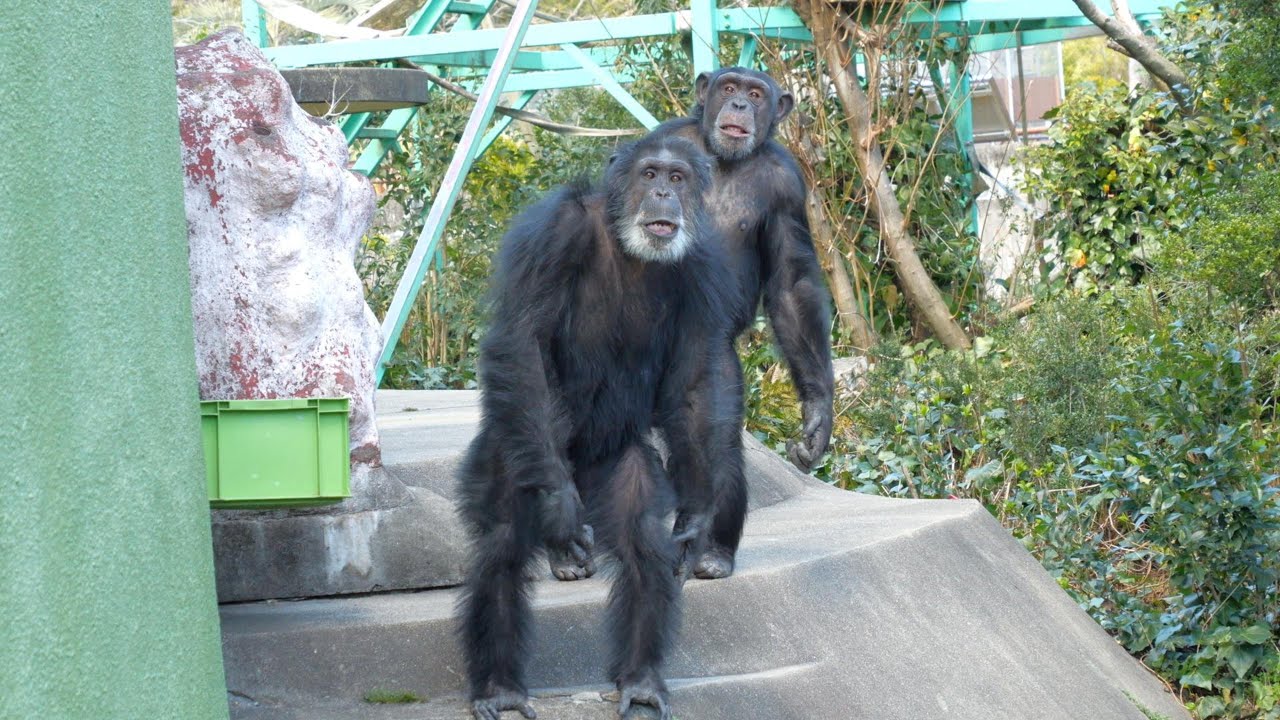 マモルとツトムはそっくり親子　日本モンキーセンター　チンパンジー　202403