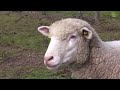 Ref:s8vP4bcEaB4 Des moutons aux pieds des vignes � meillard dans l'allier