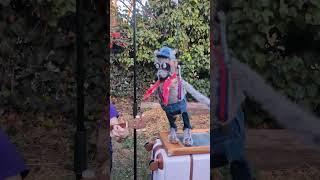 Milk Jug the dancing raccoon!