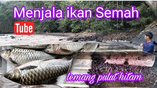 Mencari Rezeki Ikan Semah di Hulu Sungai kawasan Belaga.