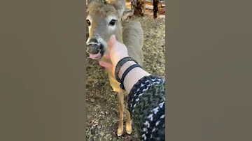 Wild Deer Let S Me Pet It 