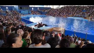 ORCA ENCOUNTER GOES WRONG SEAWORLD ST.PATRICKS DAY!!! 2022!!! 12:00 PM SHOW