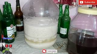 Rice Beer fermentation. Ranu Handia recipe