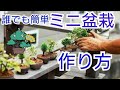 【ちょー簡単】植え替えるだけでＯＫ！ミニ盆栽の作り方　初心者盆栽お手入れ講座　黒松　イワシデ　通天楓　石化檜