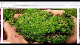 Ragam Flora Di indonesia – Keindahan Flora Kekayaan alam Indonesia — Mozilla Firefox 2024 12 26 13 5