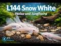 L144 Snow White | Wels und Jungfische #aquaristik #l144 #snowhite #welse #ancistrus
