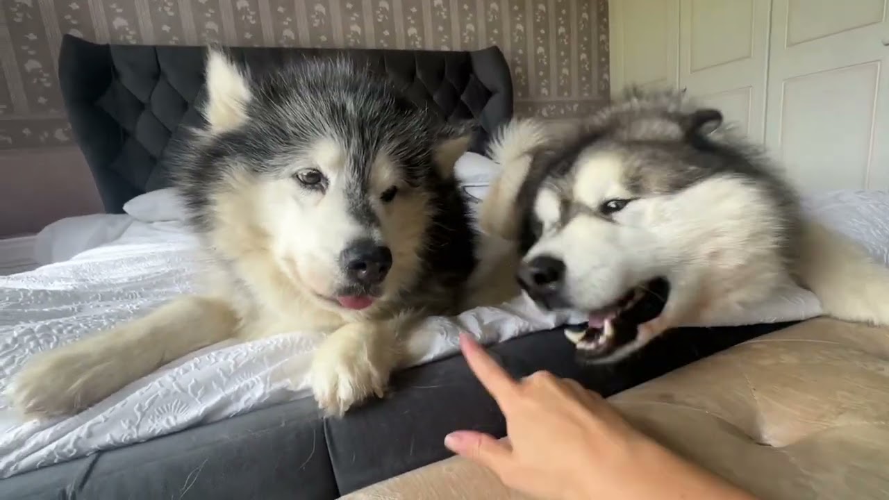 My Dog Protects Me From Husky Attack Then 3 Cats Come In! Anxiety!!