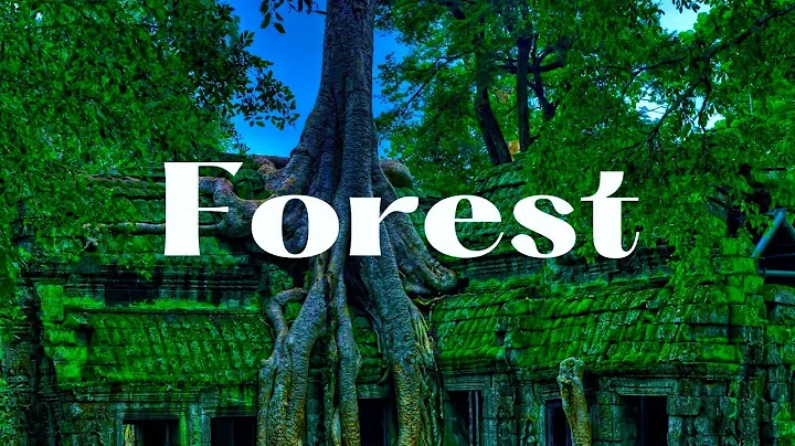 Forest 4K Nature Relaxation Film With Beautiful Relaxing Music, Meditation Music, Healing Music