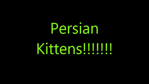 Video 1401461: persian kittens cute fight, cute little persian kittens