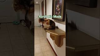 Careful Riley! #pet #cat #funny #trending #youtubeshorts