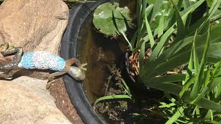 How to see if your plastic pond liner is leaking.