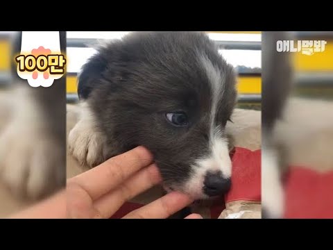 버림받은 기억이 있는 보더콜리 강아지가 사랑받기 위해서 한 행동ㅣBehavior Of An Abandoned Border Collie Dog Who Wants To Be Loved