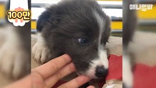 Behavior Of An Abandoned Border Collie Dog Who Wants To Be Loved