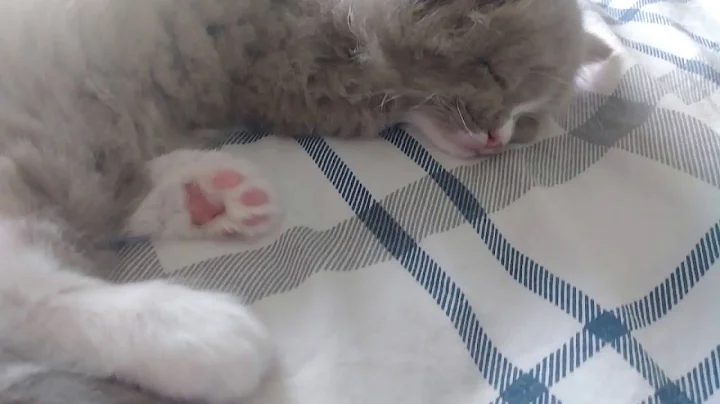 Watch the video about Ragdoll colors from chocolate to fawn ,cinnamon to pure white ,seal to blue , lilacs