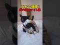 燃えるぜ🔥猫ファイト👊
