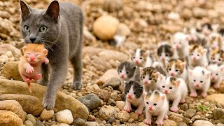 This Blue Cat 🐱 Gave Birth by the River and Raised Her Kittens — Such an Amazing Mama 🐱🐈🥰😘❤