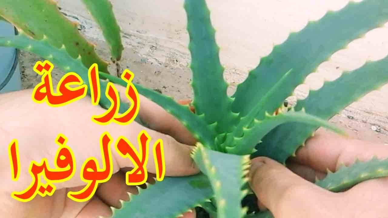 فوائد اكل الصبار للبشرة