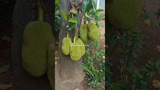 இயற்கையை ரசிக்க பழகியபிறகு அதிலிருந்து மீள முடியவில்லை #terracegarden #garden #agriculture #nature