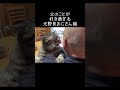 父のことが好きすぎる元野良おじさん猫【元野良猫ピースケ】 #shorts #初老夫婦とねこ #元野良猫 #ピースケ