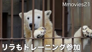 Polar Bears training リラも少しトレーニング
