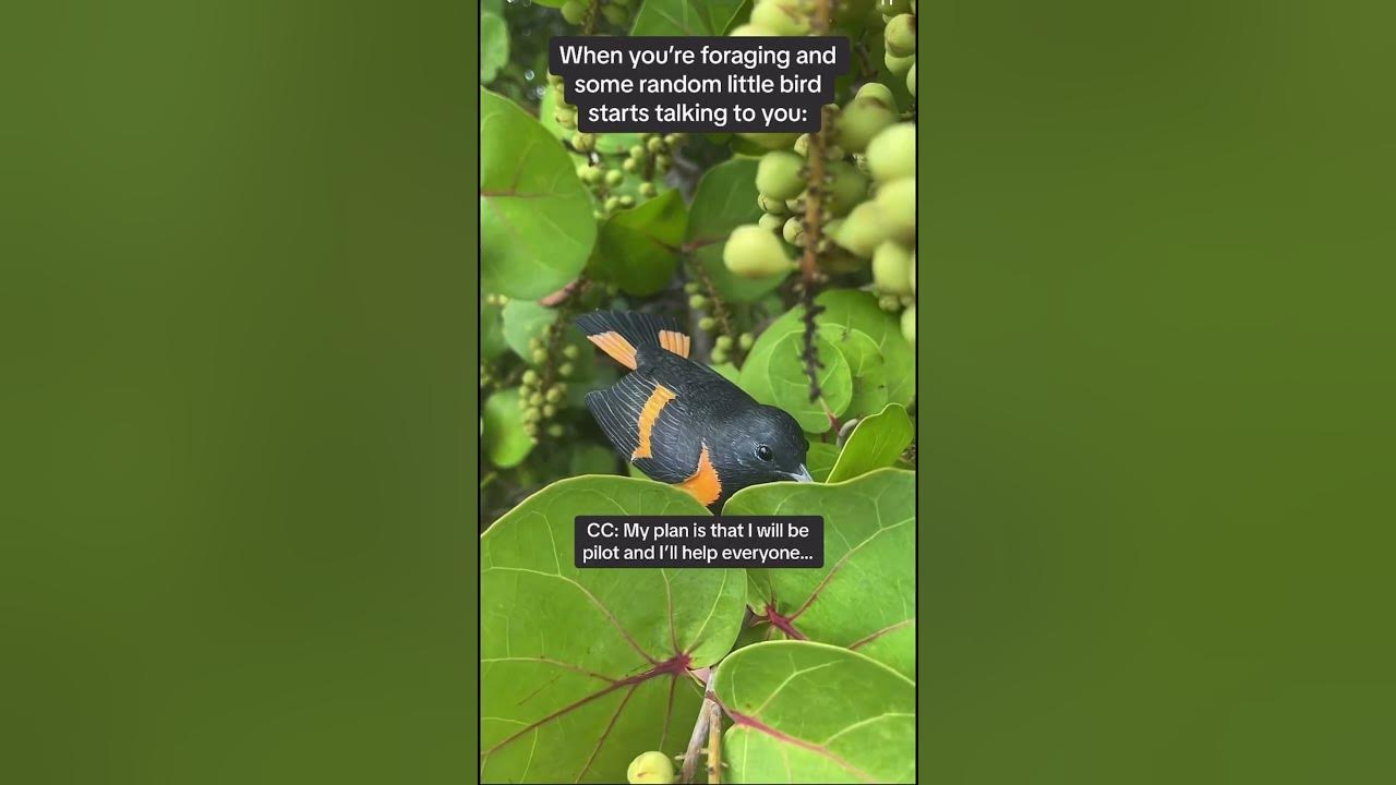 He’s a pilot! Grape!? grape birdart birdcarving birdwatching 