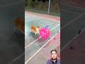 Cute Puppies Super Funny Corgi Shorts 2025 Entertainment 2026 Trending Fyp