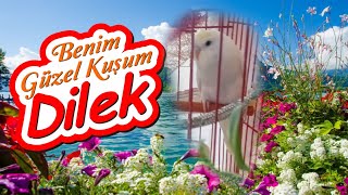 Beni̇m Güzel Kuşum Di̇lek