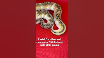 Pastel Enchi leopard champagne 50% het pied male  ||  https://www.morphmarket.com/stores/crsizer/