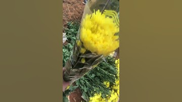 Review bó hoa cúc chùm cánh dài cắt giao khách