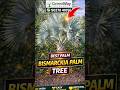 Bismarckia Palm | Bismarck Palm Tree Care | Silver Blue Palm for Landscaping 🌴