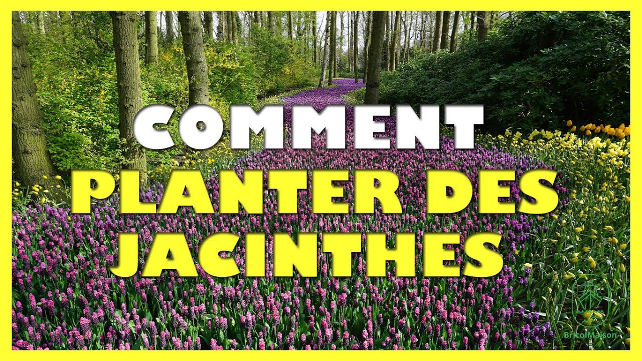 Quand et comment planter des jacinthes