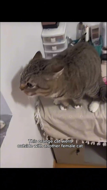 bro smells like a different cat😹                #humour #cat #memes #cutecat #catlover #funny